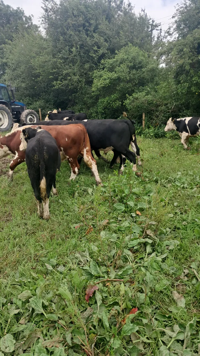 Hereford bullocks - Image 2
