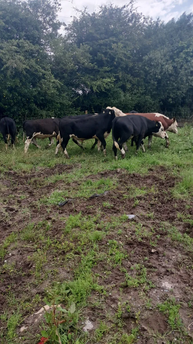 Hereford bullocks - Image 4