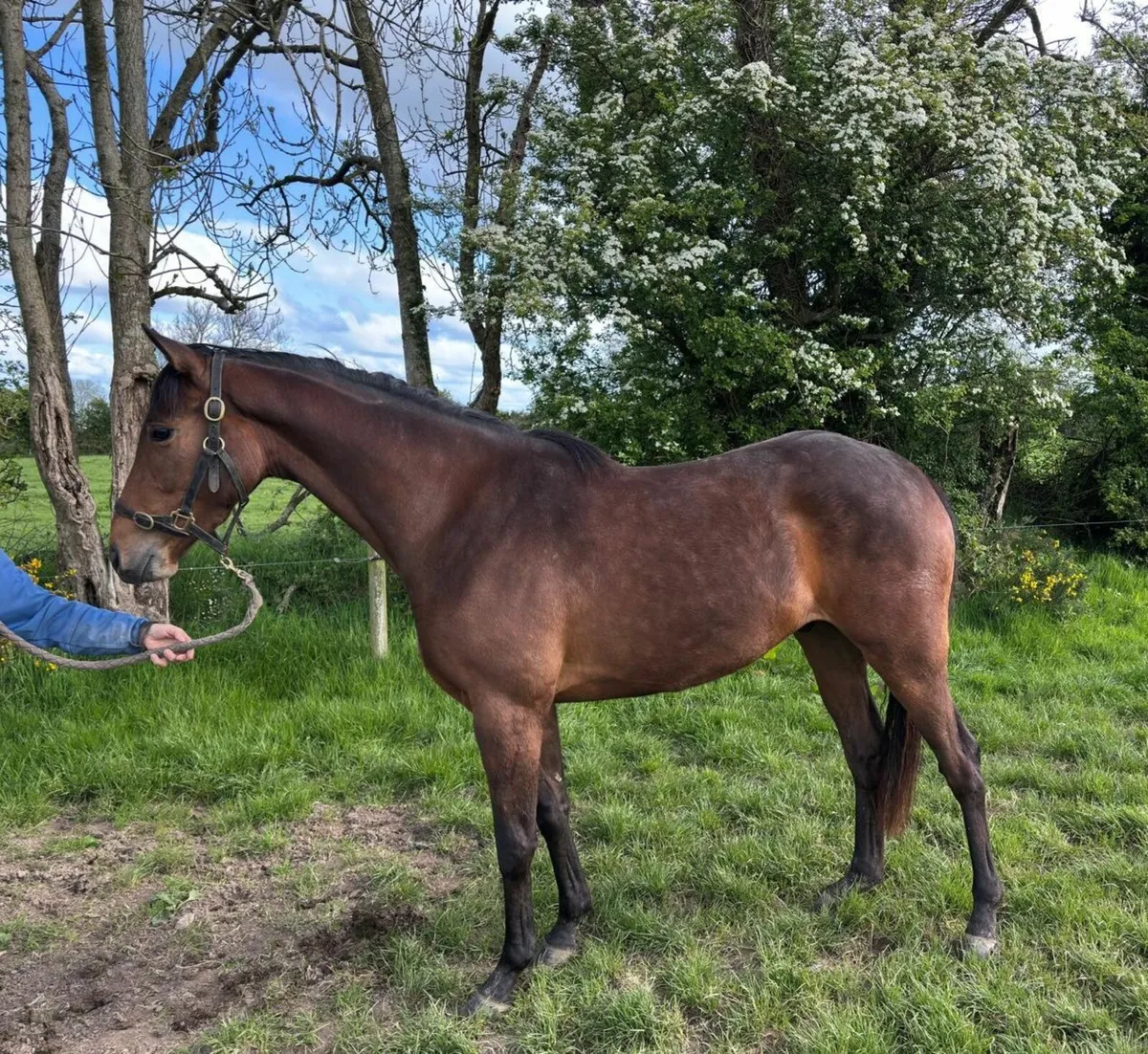 3 year old gelding by Tirwanako - Image 1