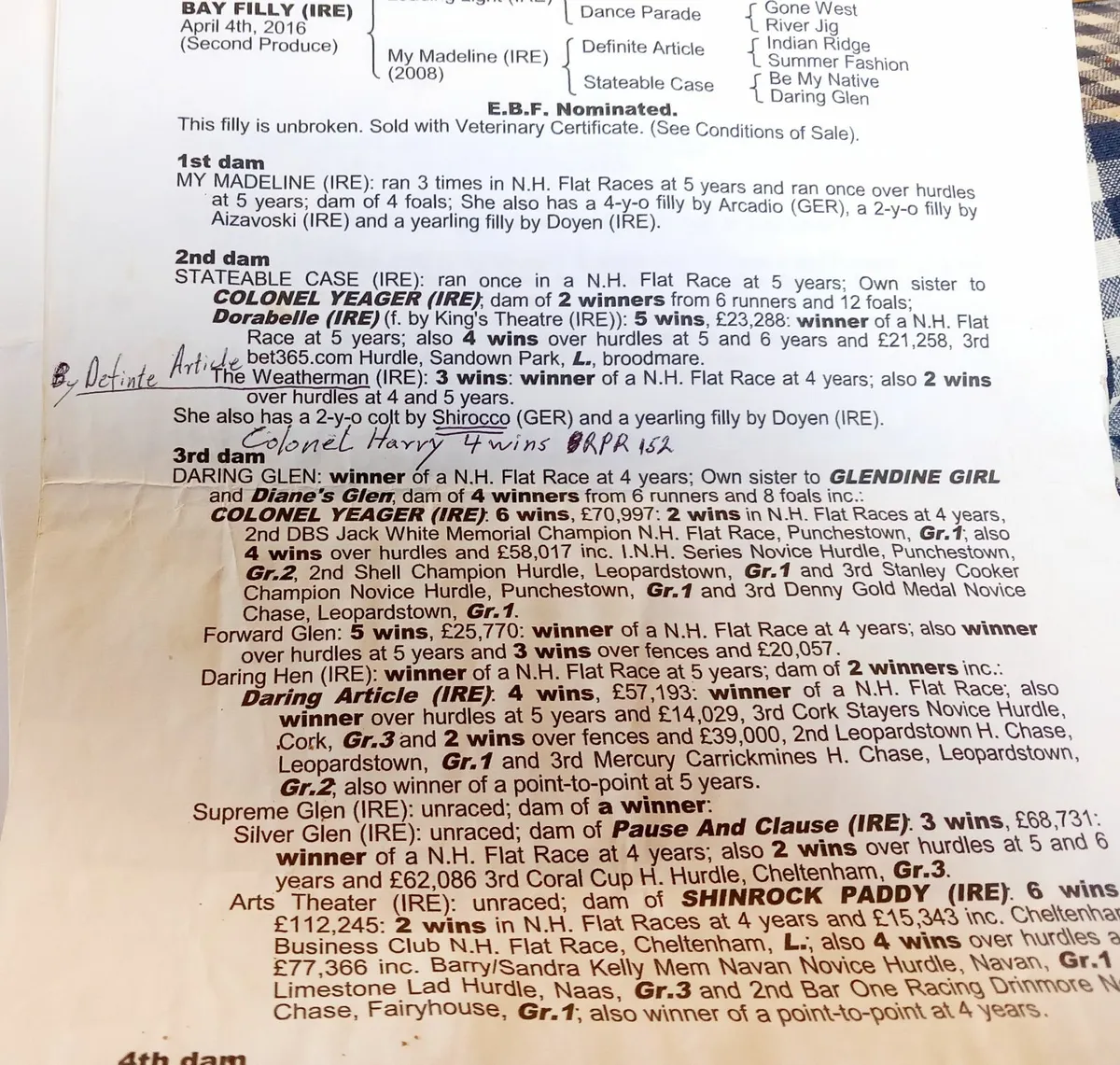3 year old gelding by Tirwanako - Image 2