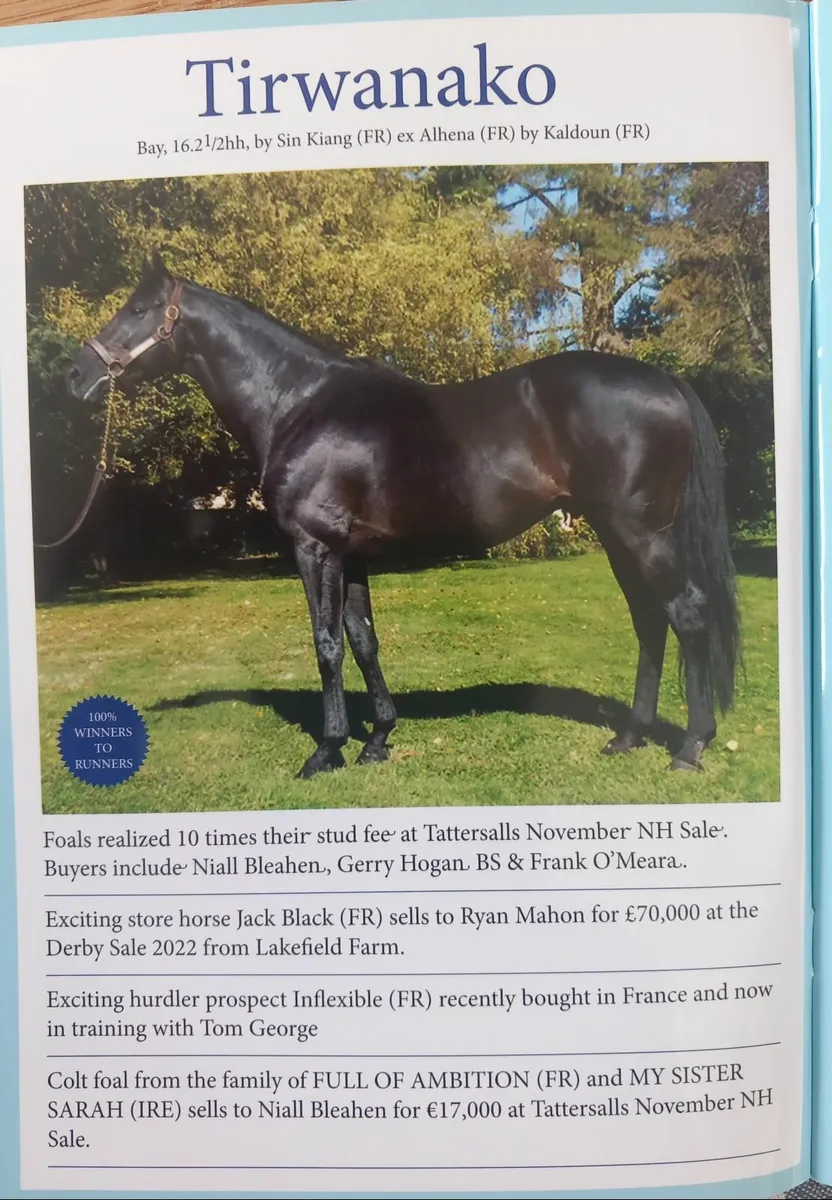 3 year old gelding by Tirwanako - Image 3