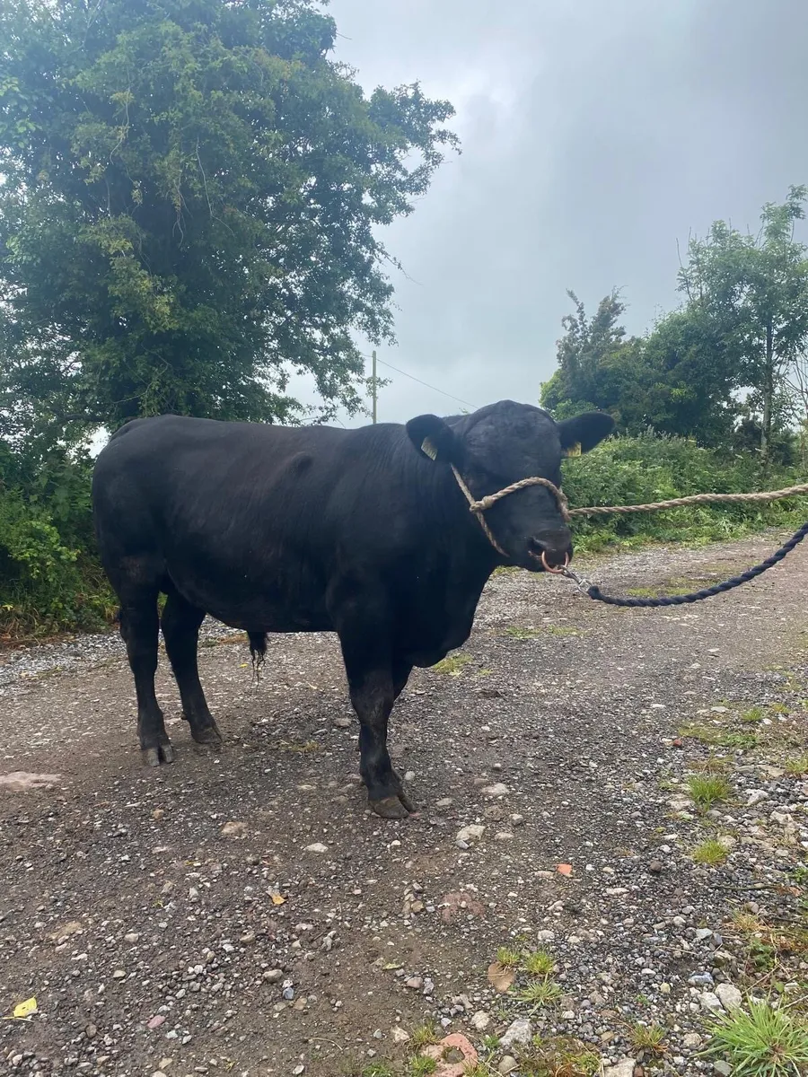 Angus bull - Image 4
