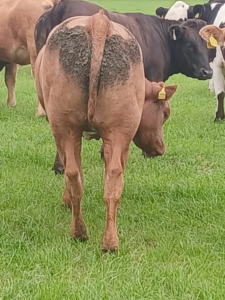 Breeding Heifers - Image 1