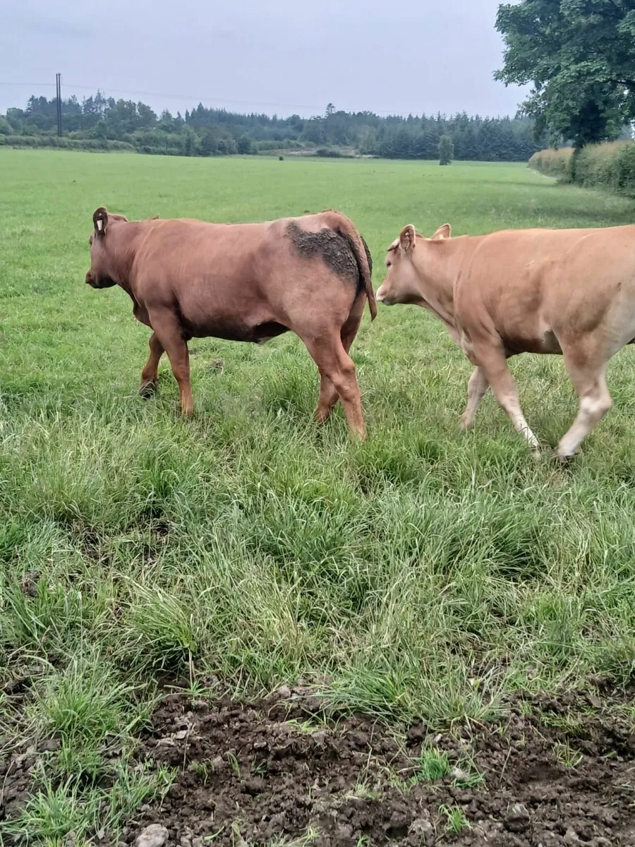 Breeding Heifers - Image 2