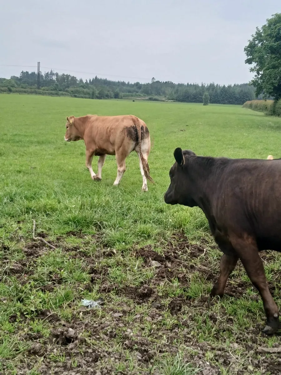 Breeding Heifers - Image 3