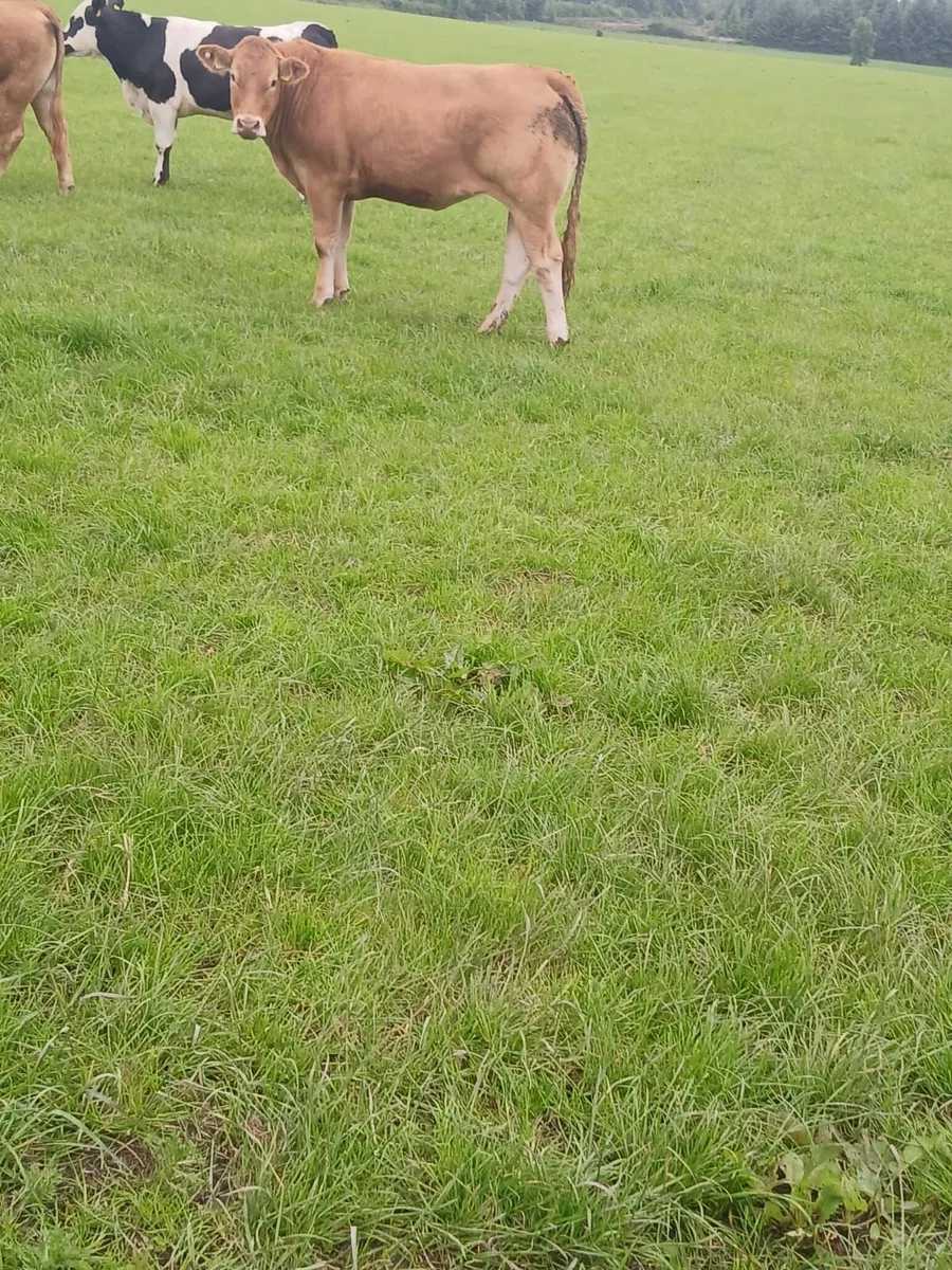 Breeding Heifers - Image 4