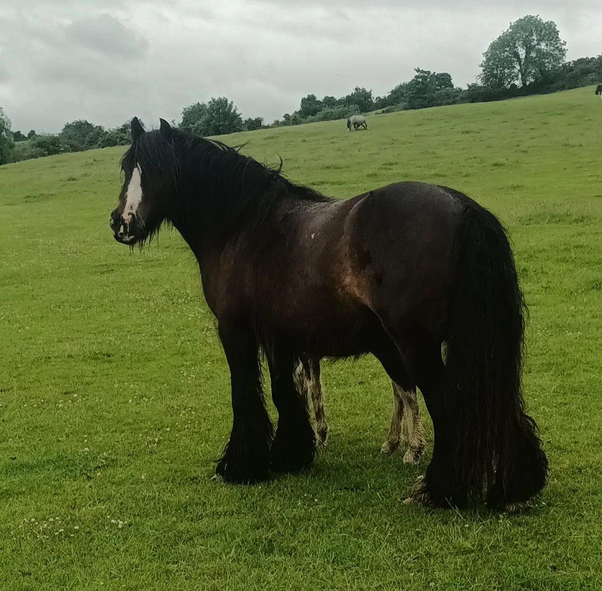 Classy mare and foal - Image 1