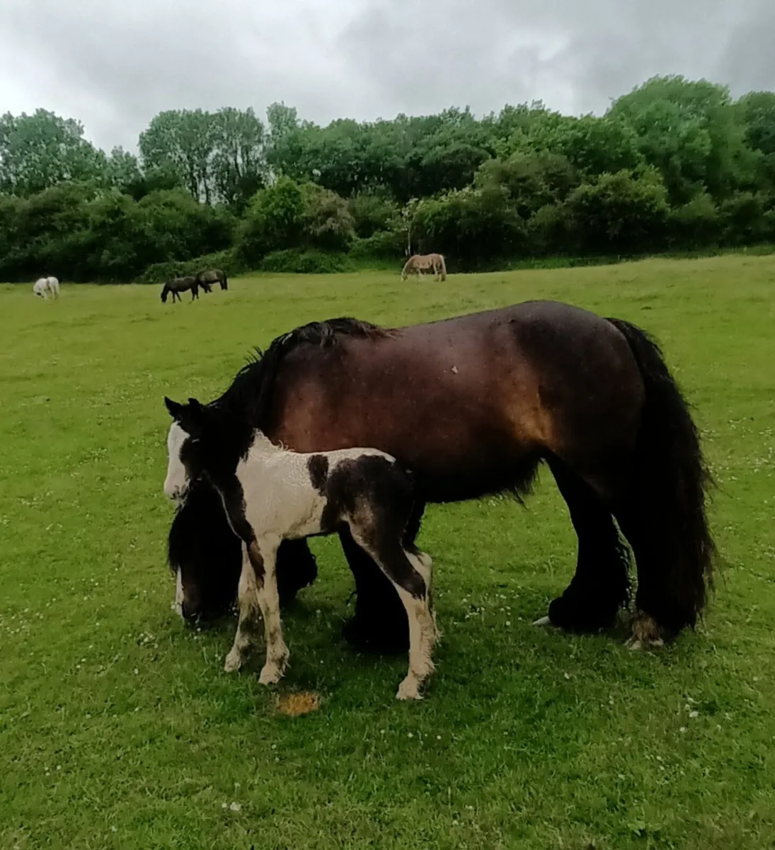 Classy mare and foal - Image 2
