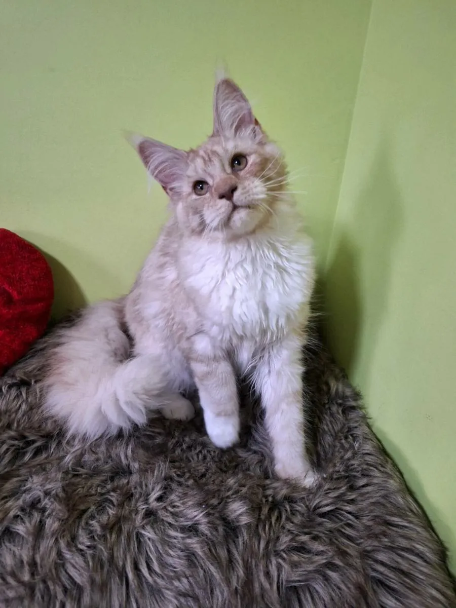 Registered Maine coon kittens - Image 2