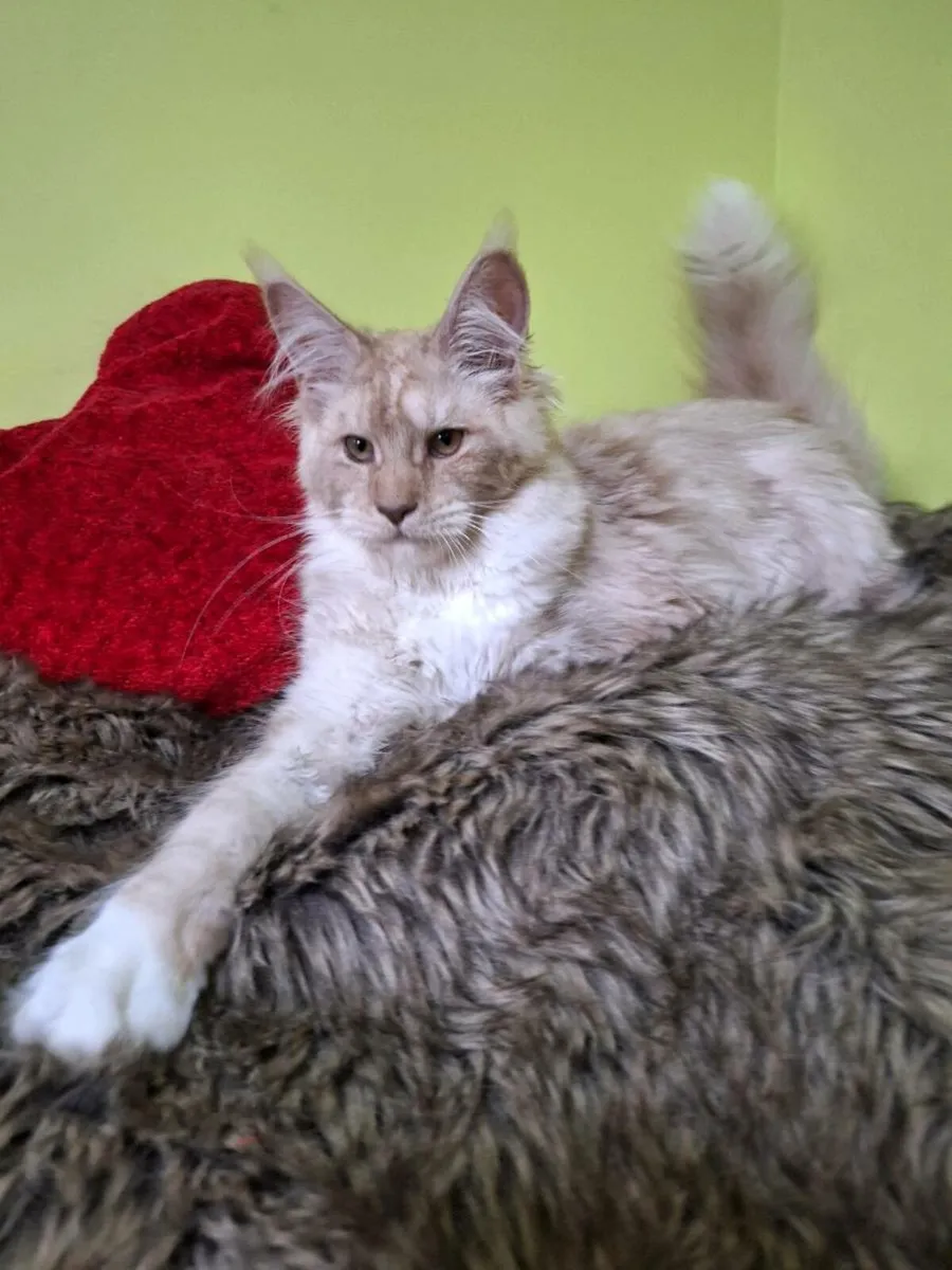 Registered Maine coon kittens - Image 3