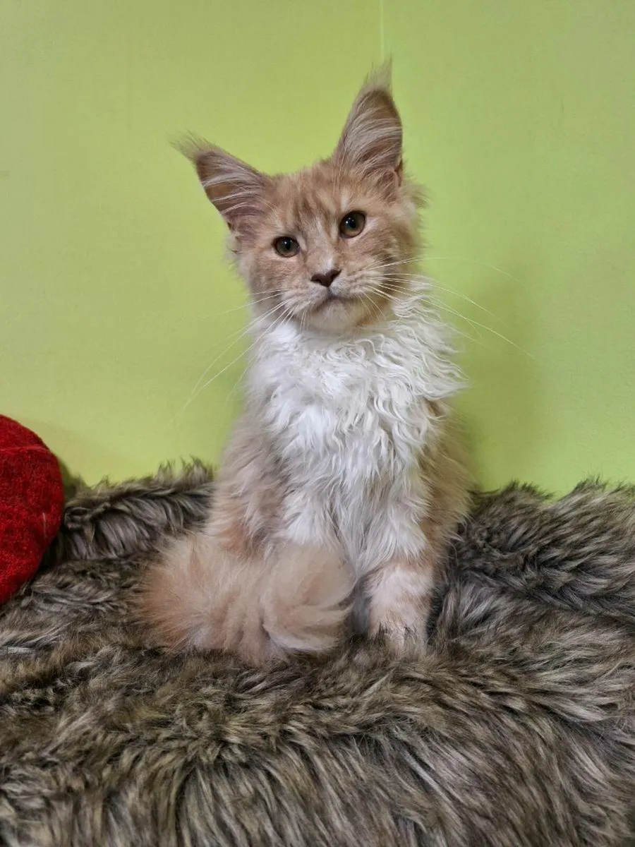 Registered Maine coon kittens - Image 3