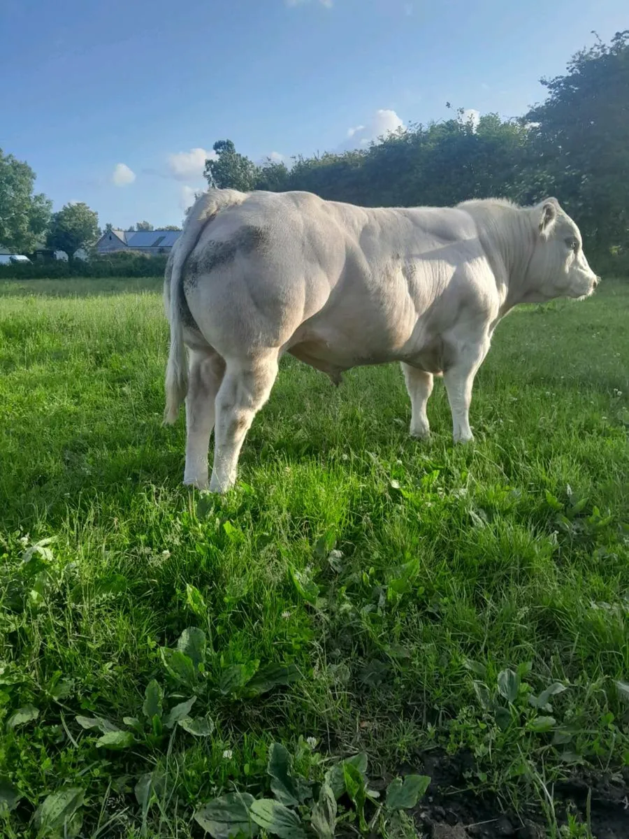 BBX WEANLING - Image 1