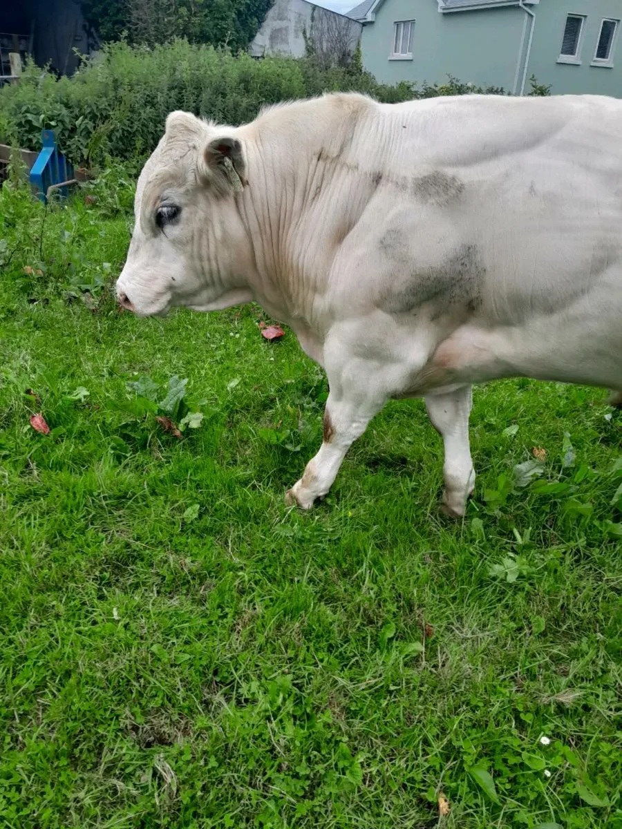 BBX WEANLING - Image 3