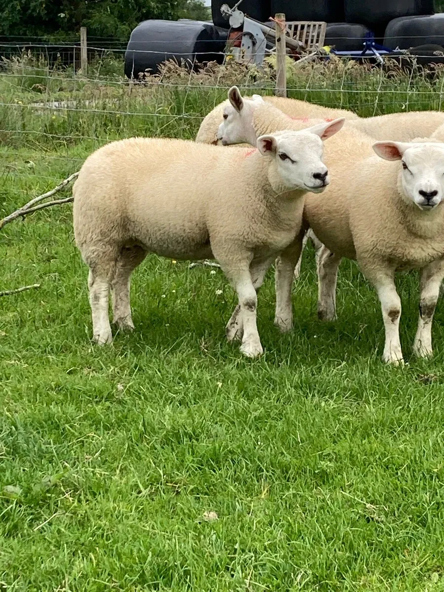 Texel ewe lambs - Image 2