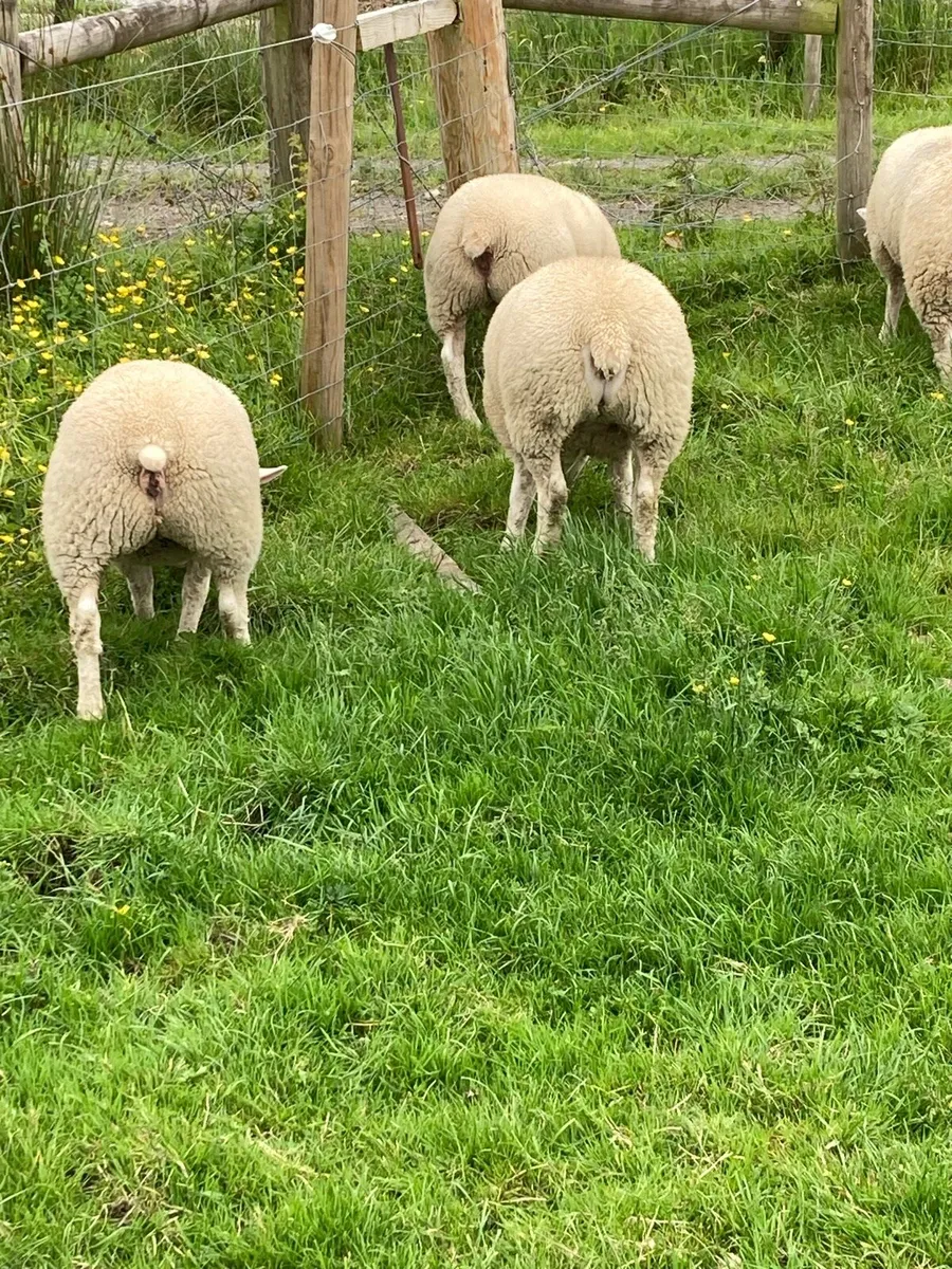 Texel ewe lambs - Image 3
