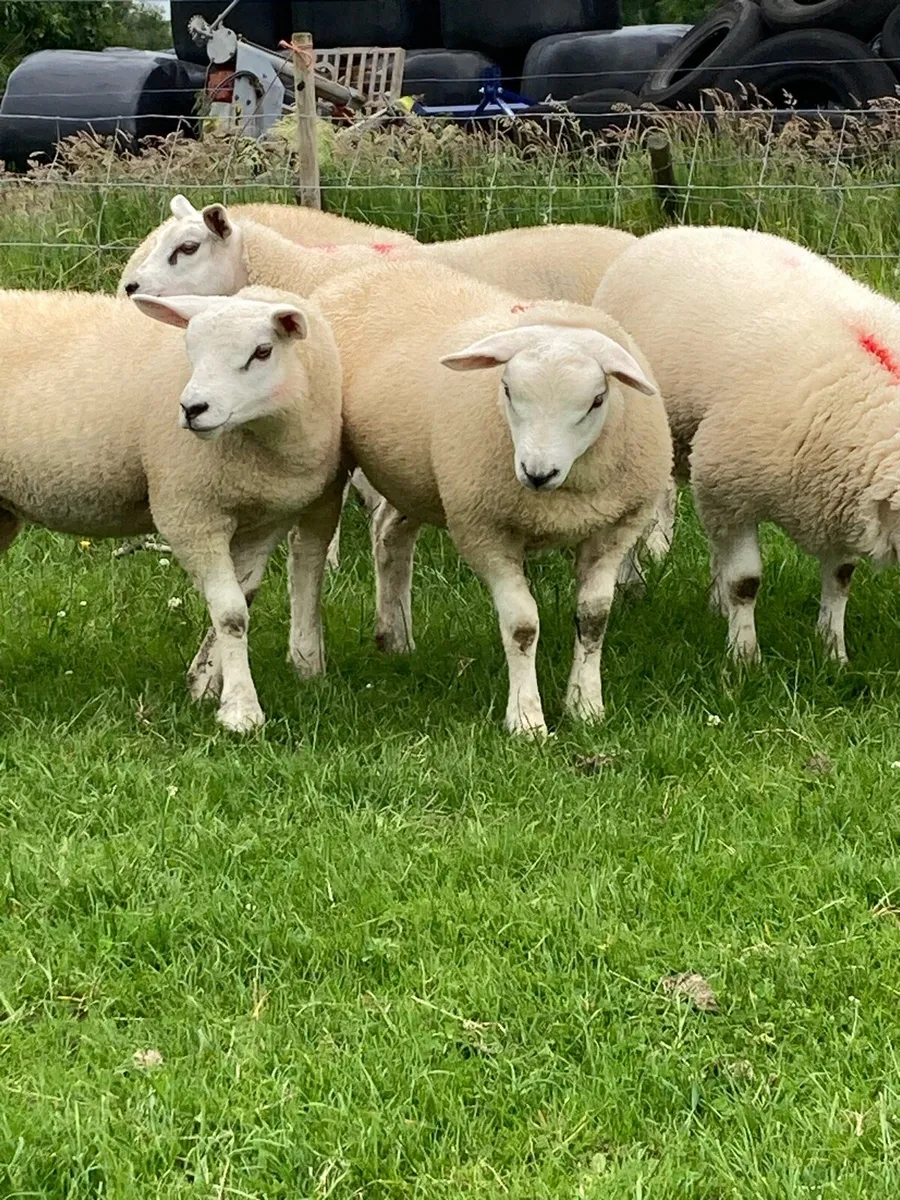 Texel ewe lambs - Image 4