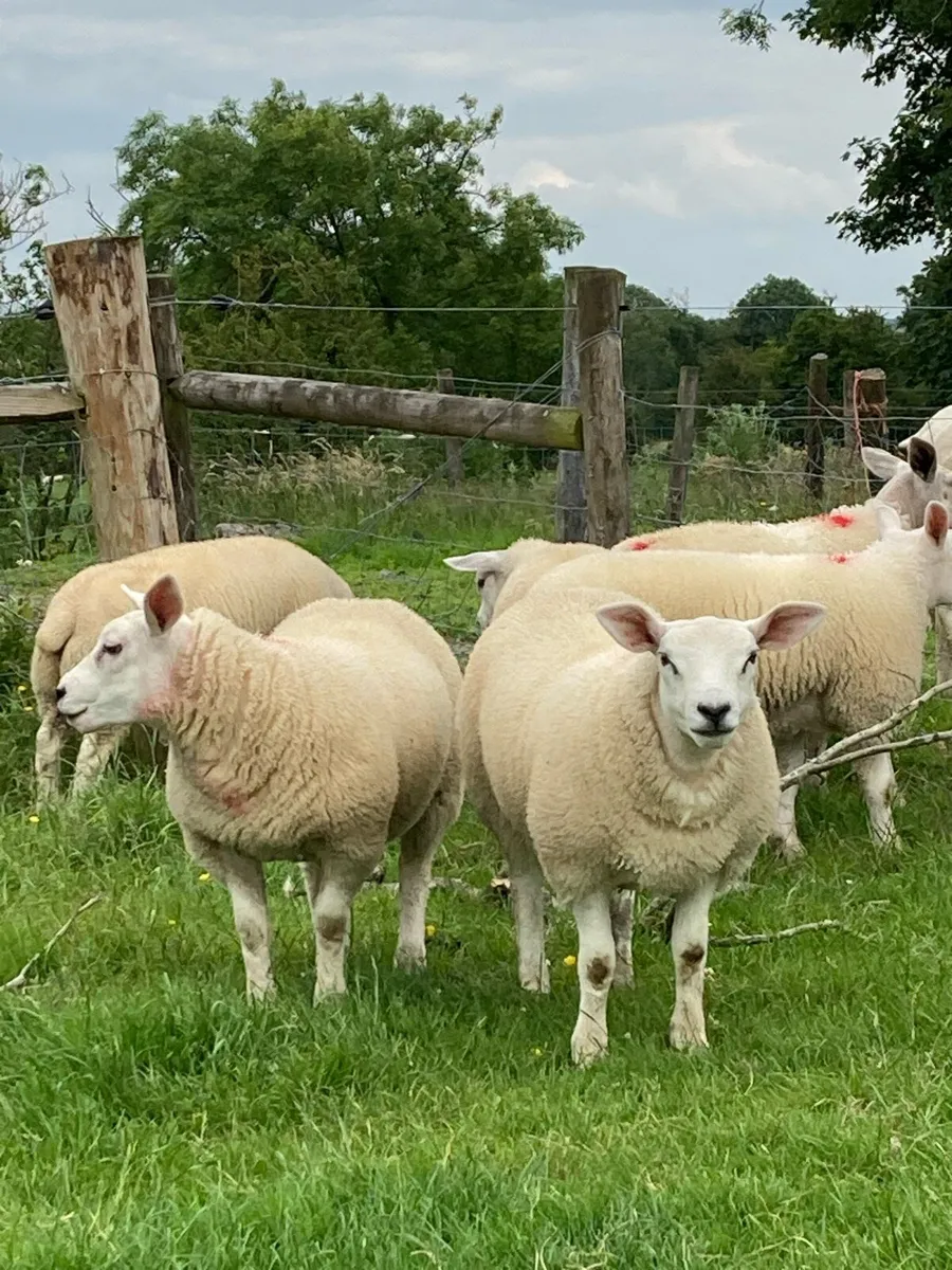 Texel ewe lambs - Image 1