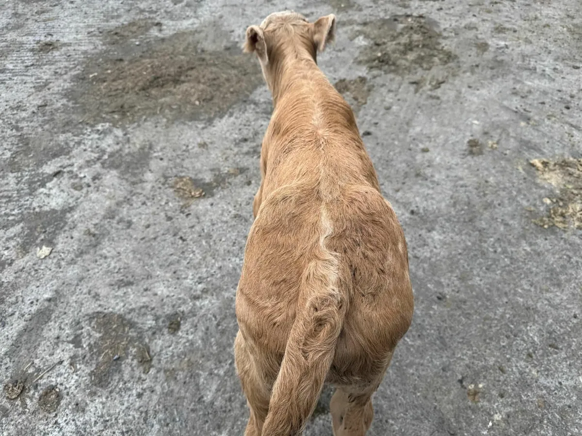 Charolais bull Calf for sale - Image 3