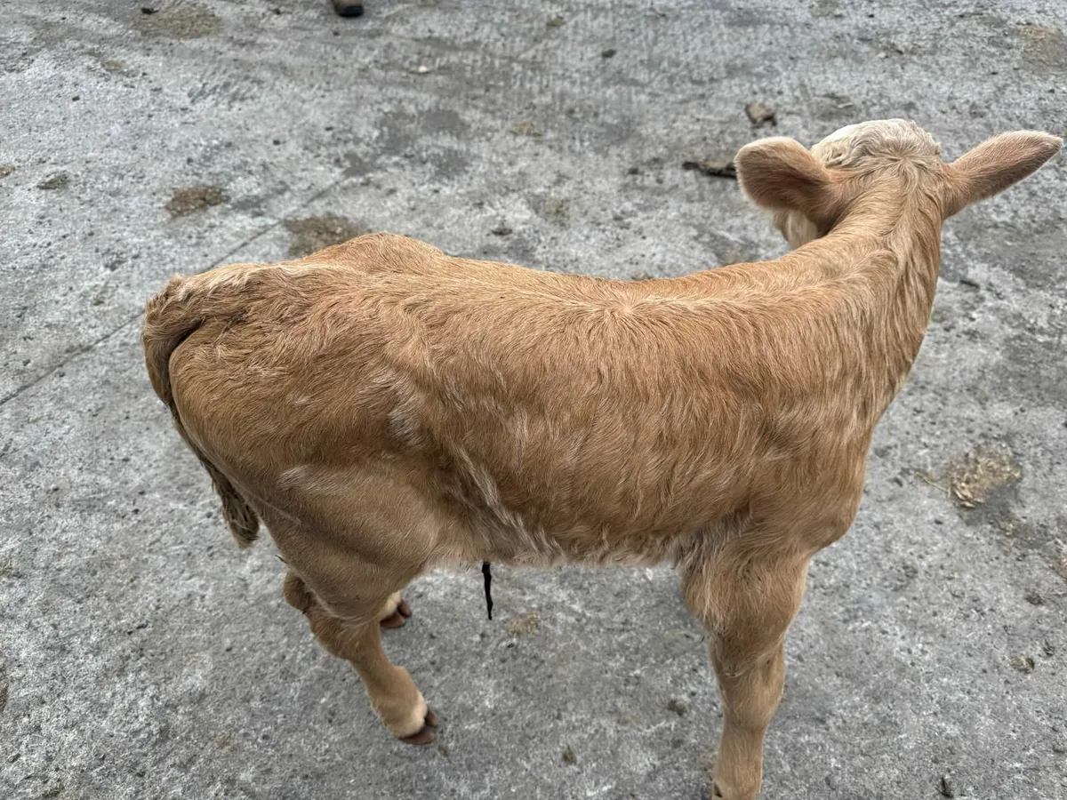 Charolais bull Calf for sale - Image 2