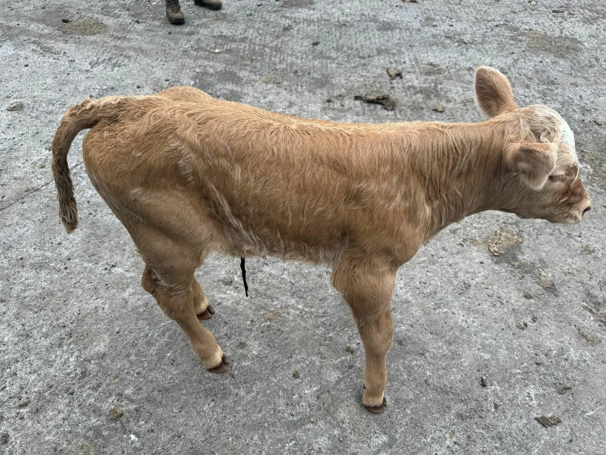 Charolais bull Calf for sale - Image 1