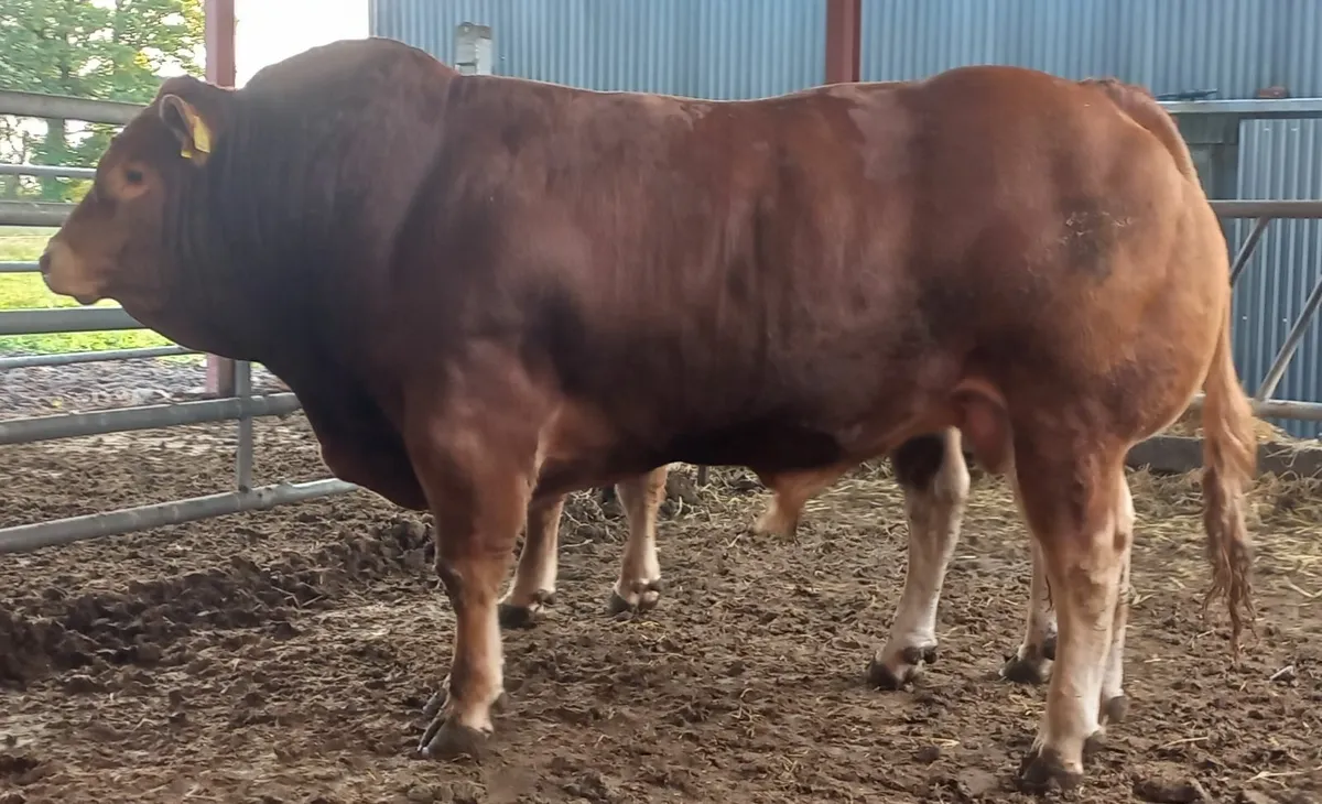 Top Quality PBR Limousin Bull - Image 2