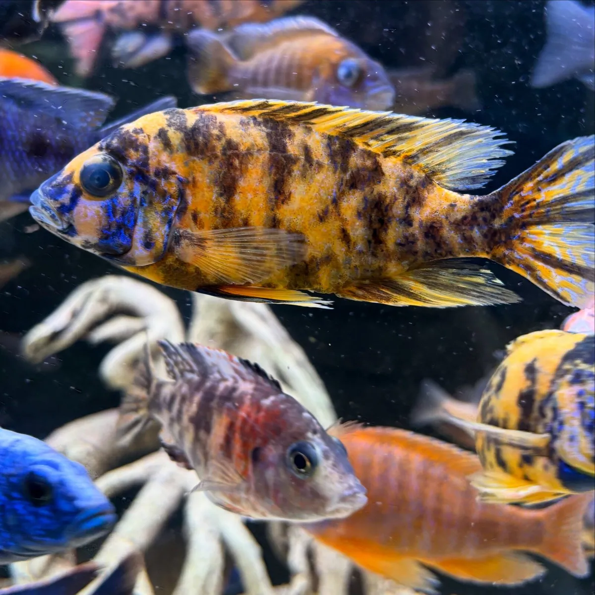 Cichlids - Image 2
