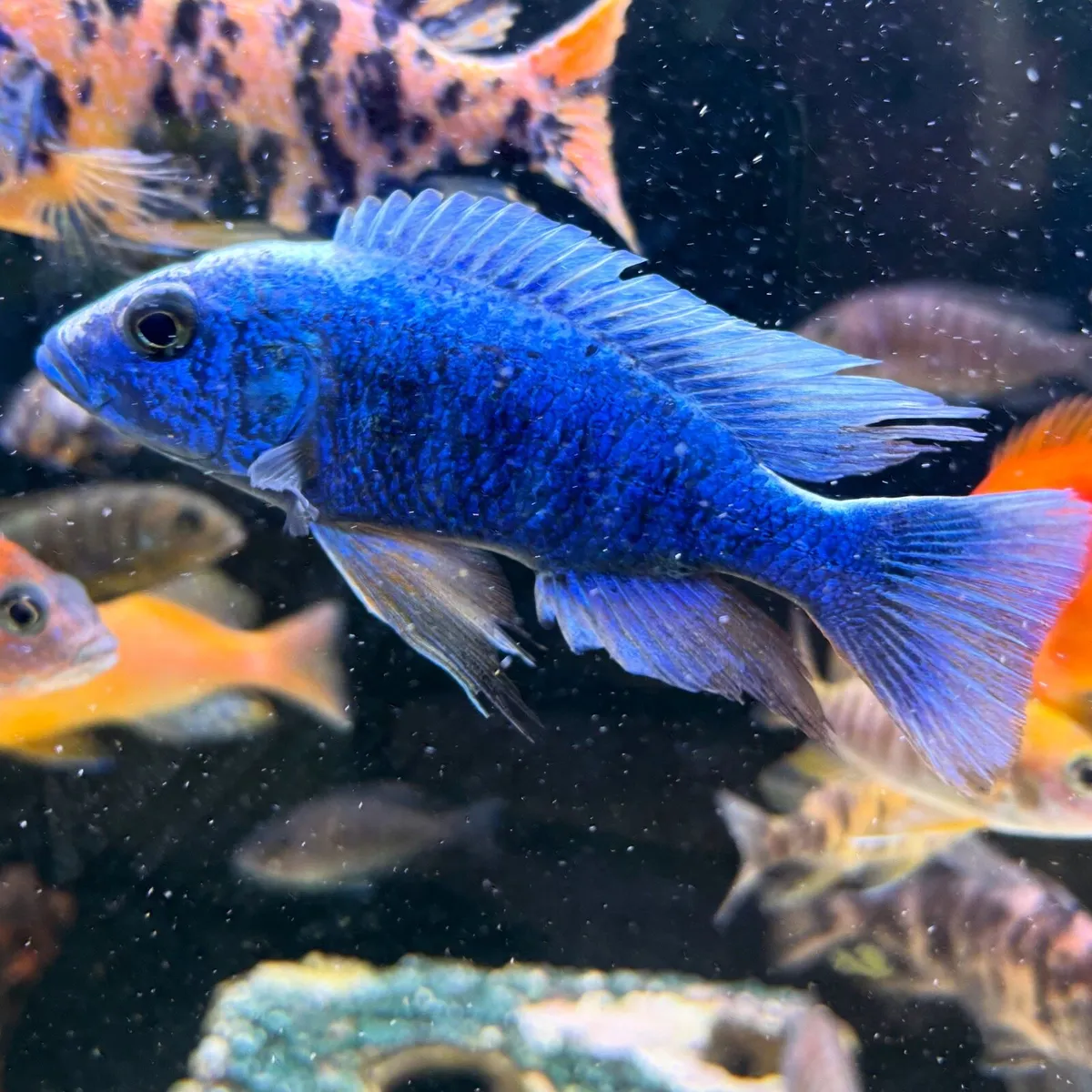Cichlids - Image 3
