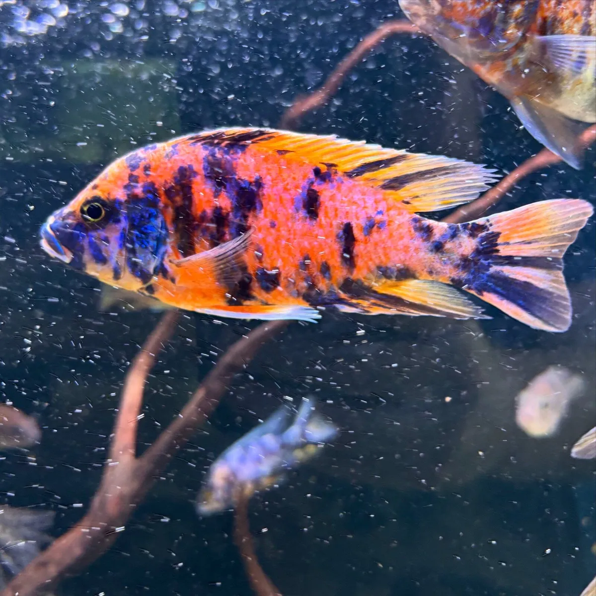 Cichlids - Image 4