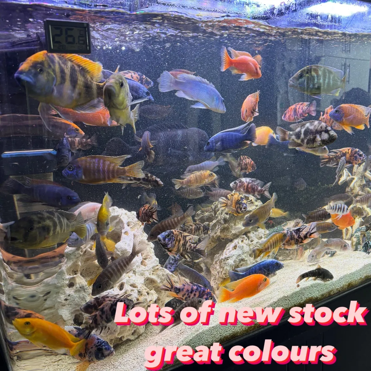 Cichlids - Image 1