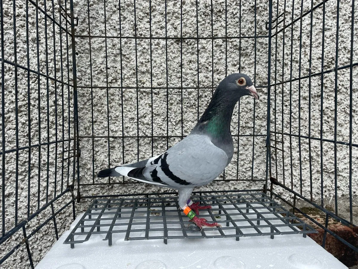 Racing Pigeons (Arden, Hirn, Sablon, Ceusters) - Image 1