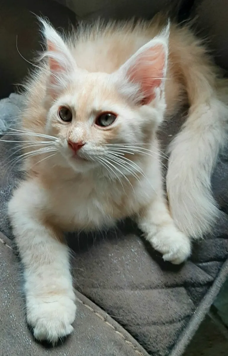 Pure breed Maine Coon kittens Avaliable - Image 1