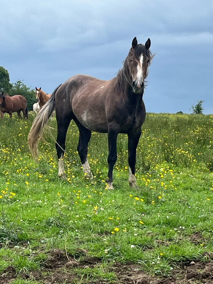 Geldings - Image 1