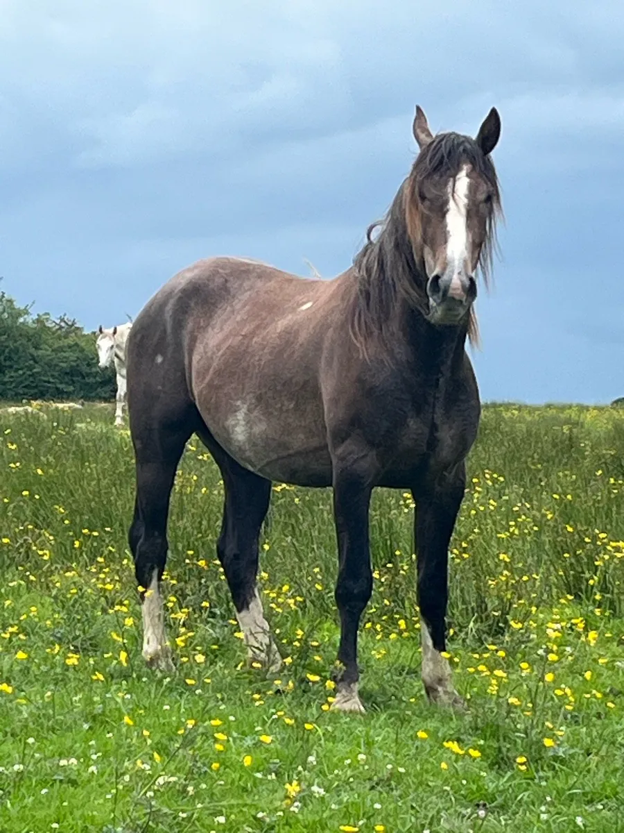 Geldings - Image 2