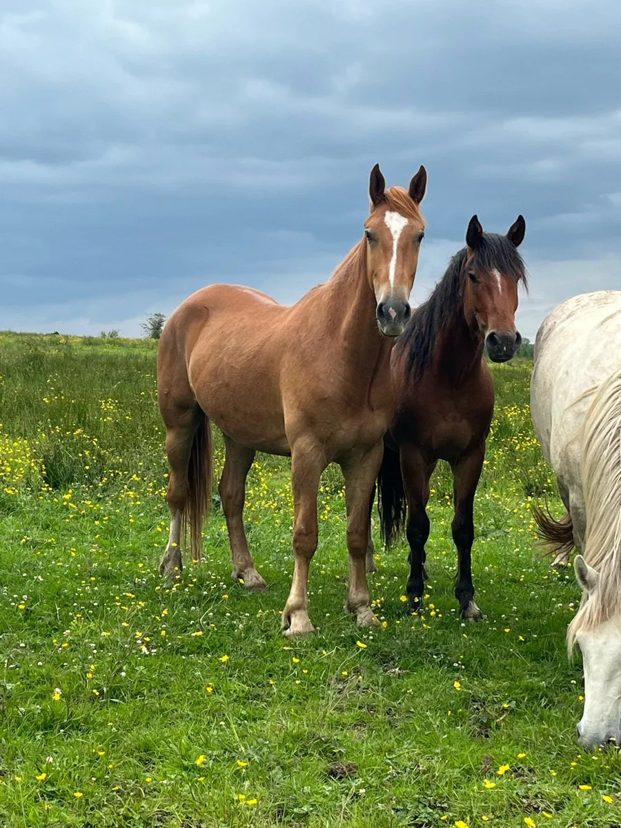 Geldings - Image 3