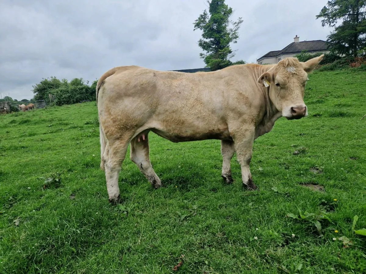 Heifer and Bull Calf - Image 2