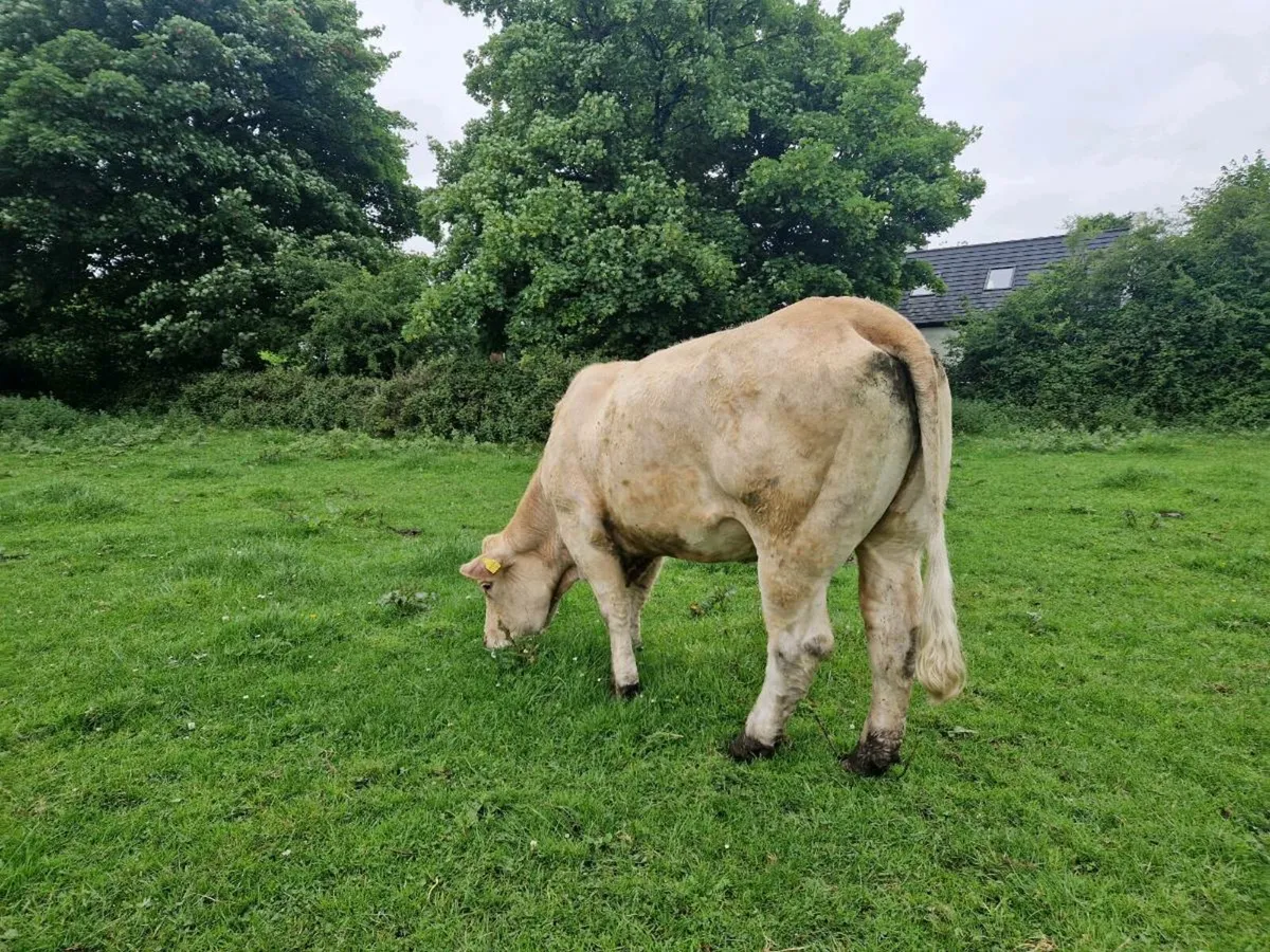 Heifer and Bull Calf - Image 3