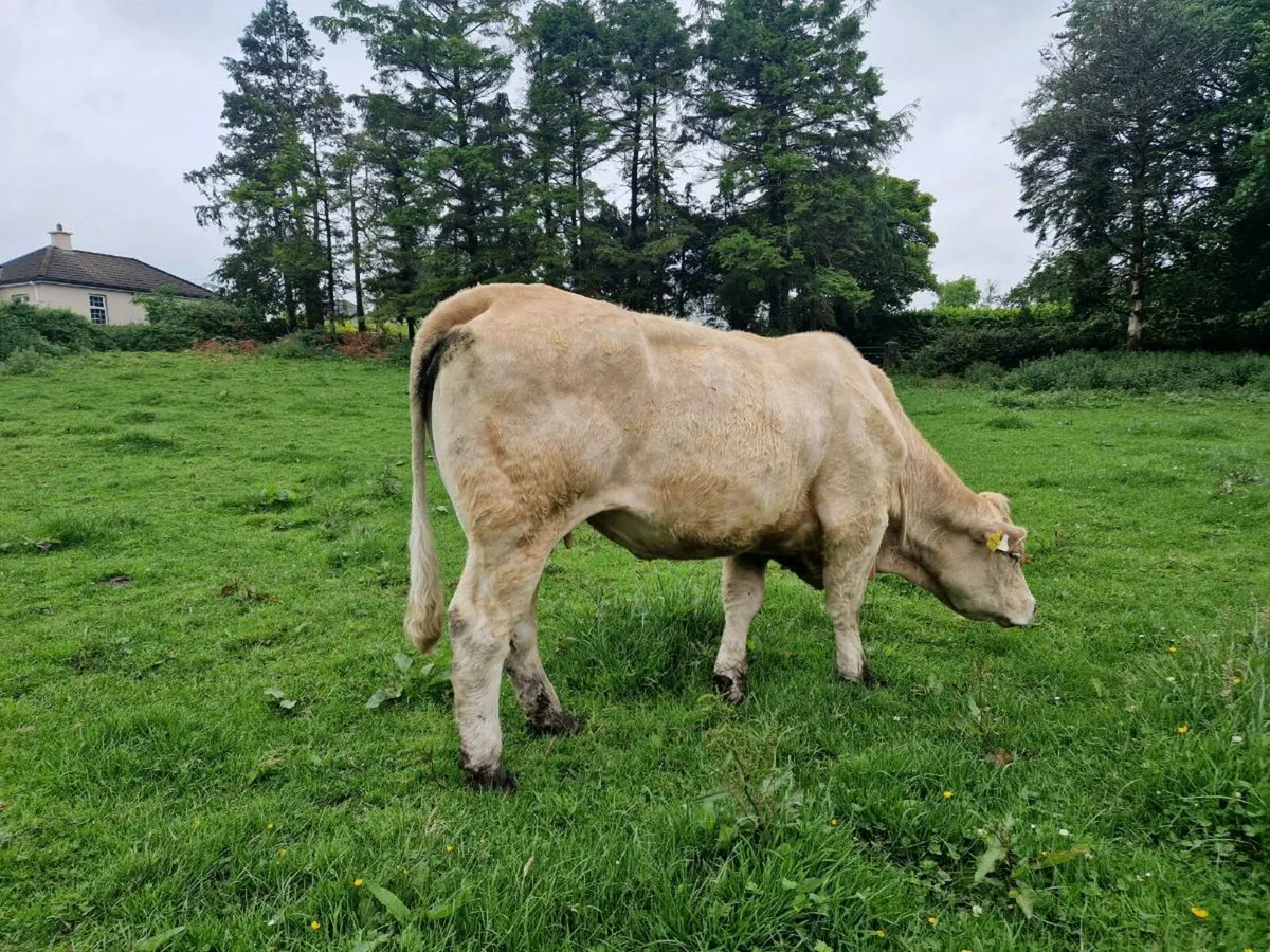 Heifer and Bull Calf - Image 4