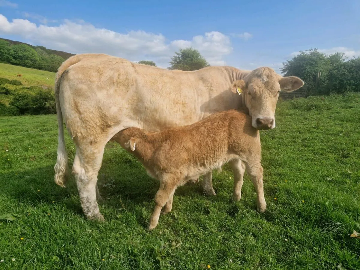 Heifer and Bull Calf - Image 1
