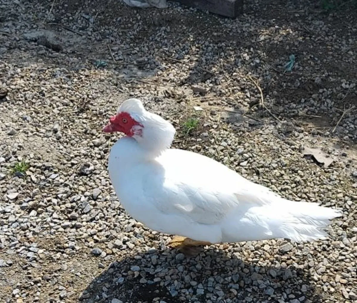 Rhode Island Red Hens & Muscovy Drake - Image 3