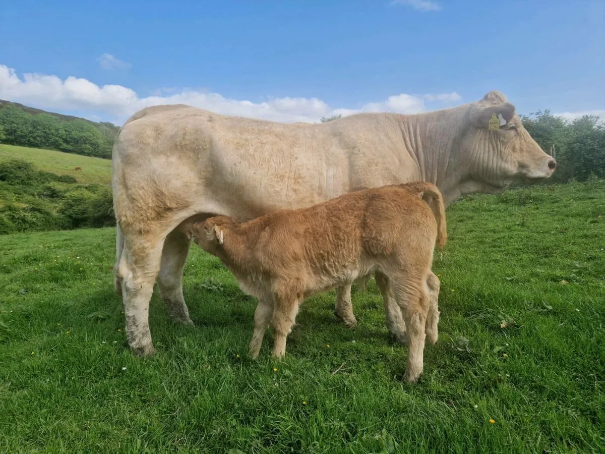 Heifer and Bull Calf - Image 1
