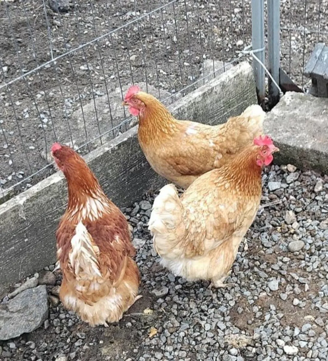 Rhode Island Red Hens & Muscovy Drake - Image 1