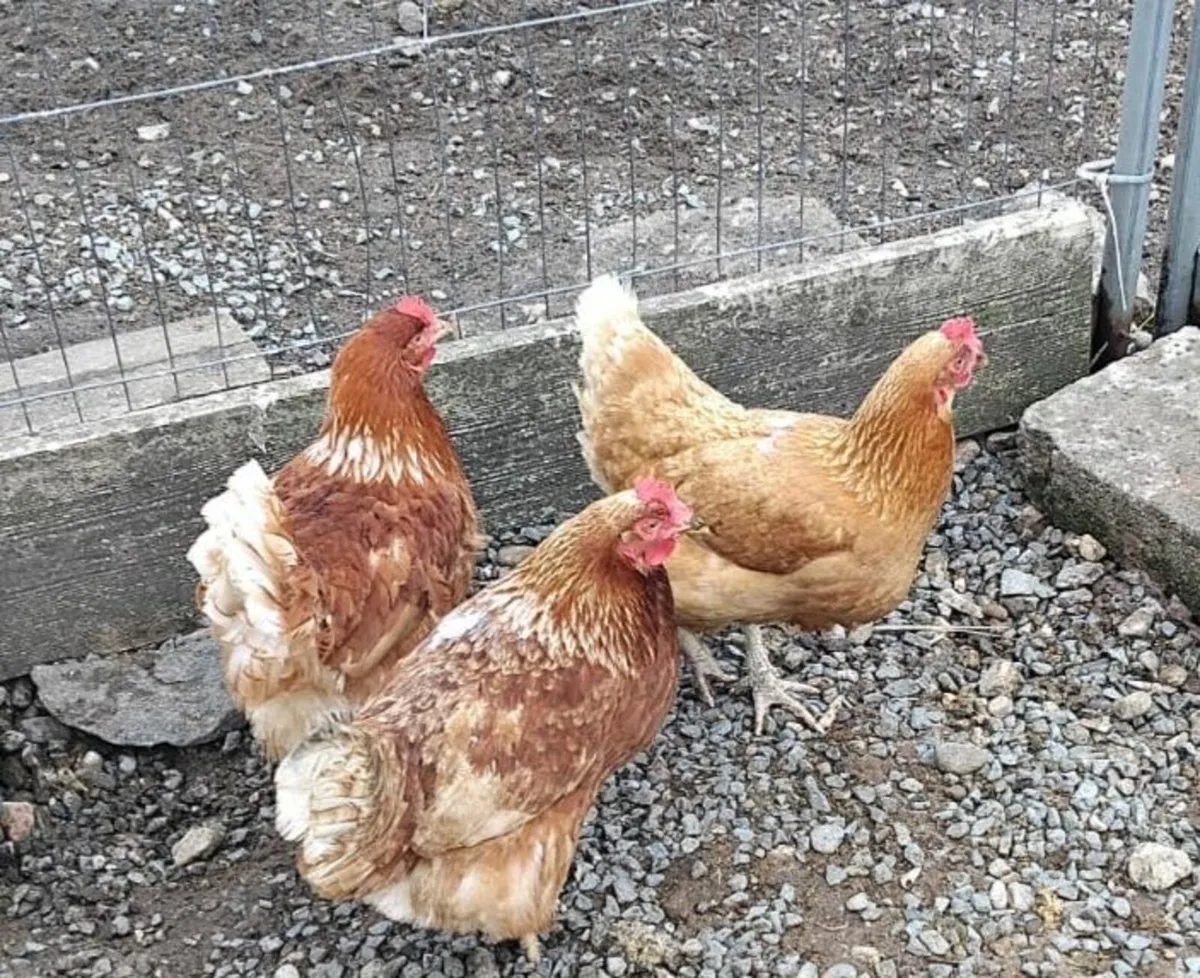 Rhode Island Red Hens & Muscovy Drake - Image 2
