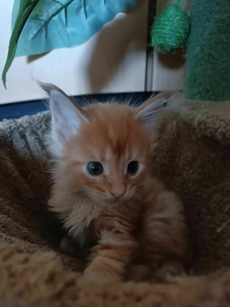 Maine Coon boy Diesel for sale - Image 2