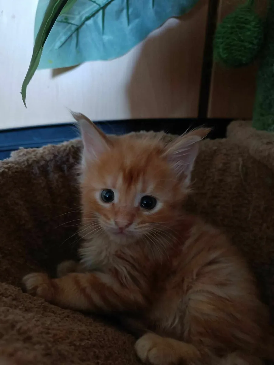 Maine Coon boy Diesel for sale - Image 3