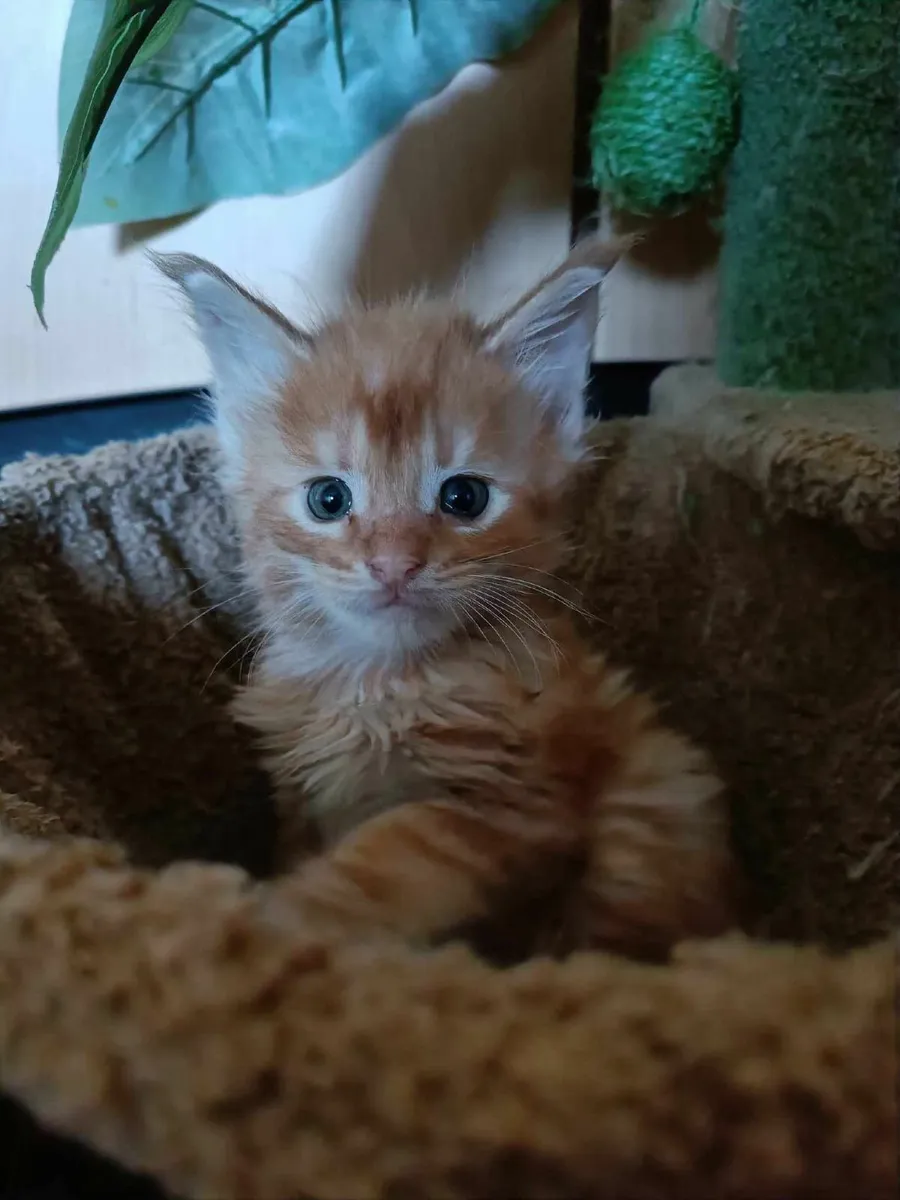 Maine Coon boy Diesel for sale - Image 4