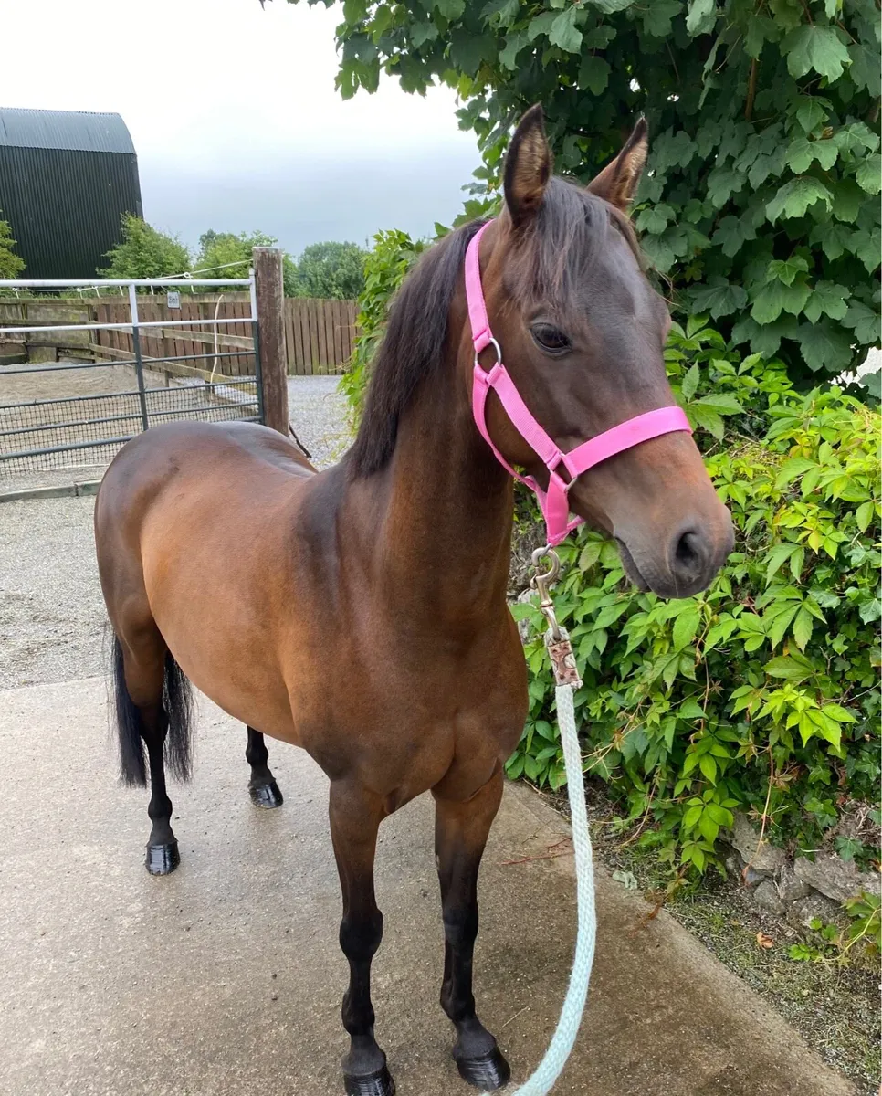 VERY POSH SHOW PONY/ U-TENS SJI PONY - Image 1