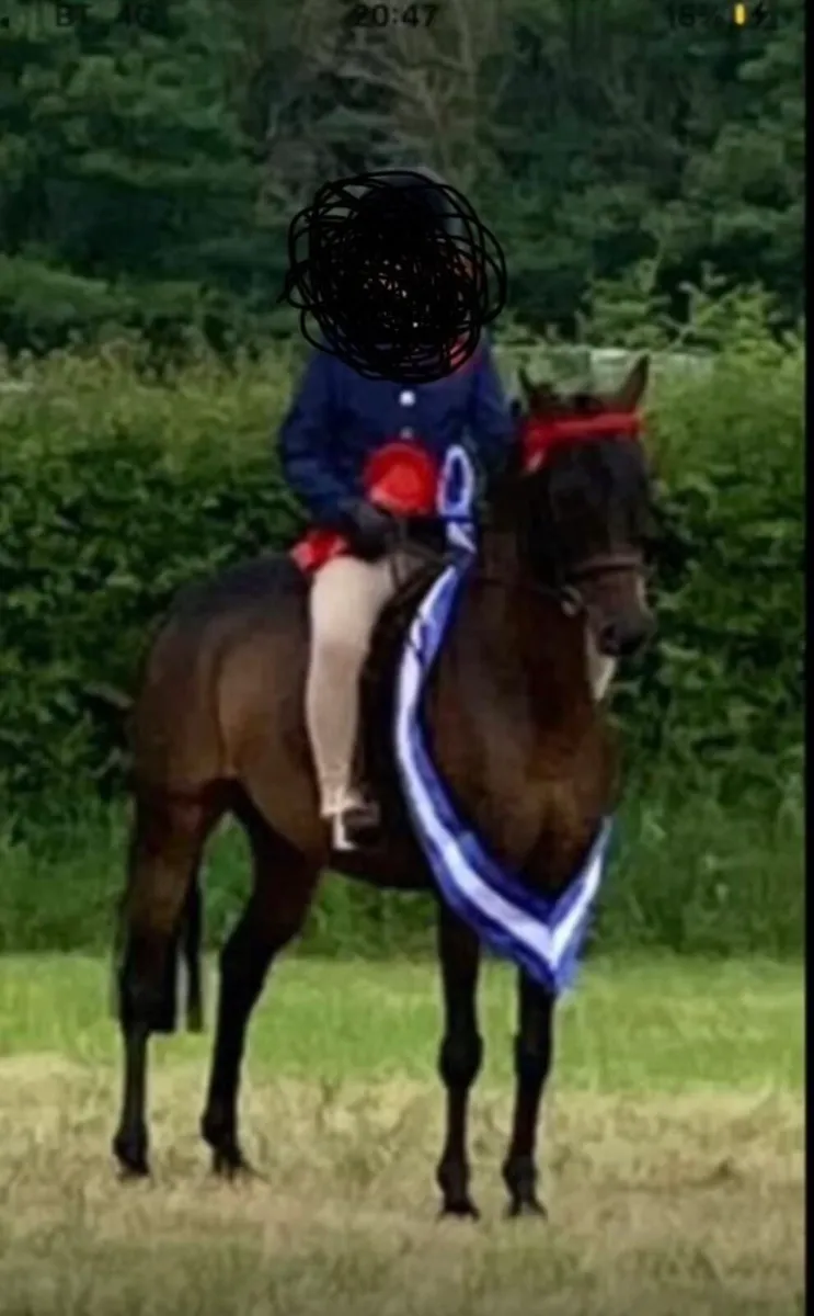 VERY POSH SHOW PONY/ U-TENS SJI PONY - Image 2