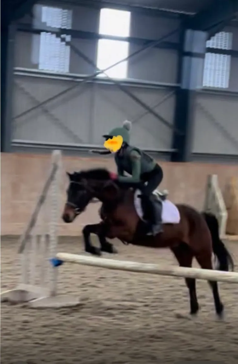 VERY POSH SHOW PONY/ U-TENS SJI PONY - Image 3