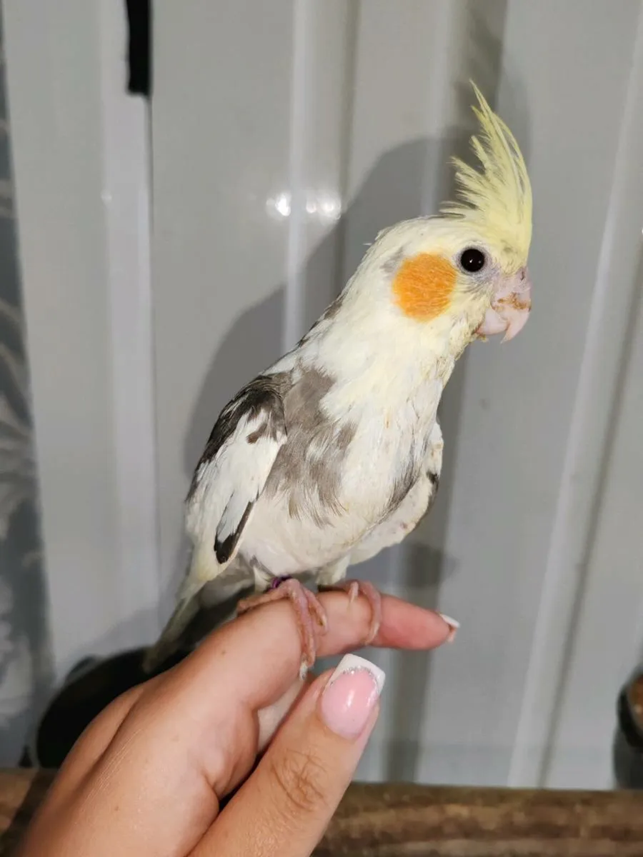 Hand reared cockatiels and budgies - Image 1