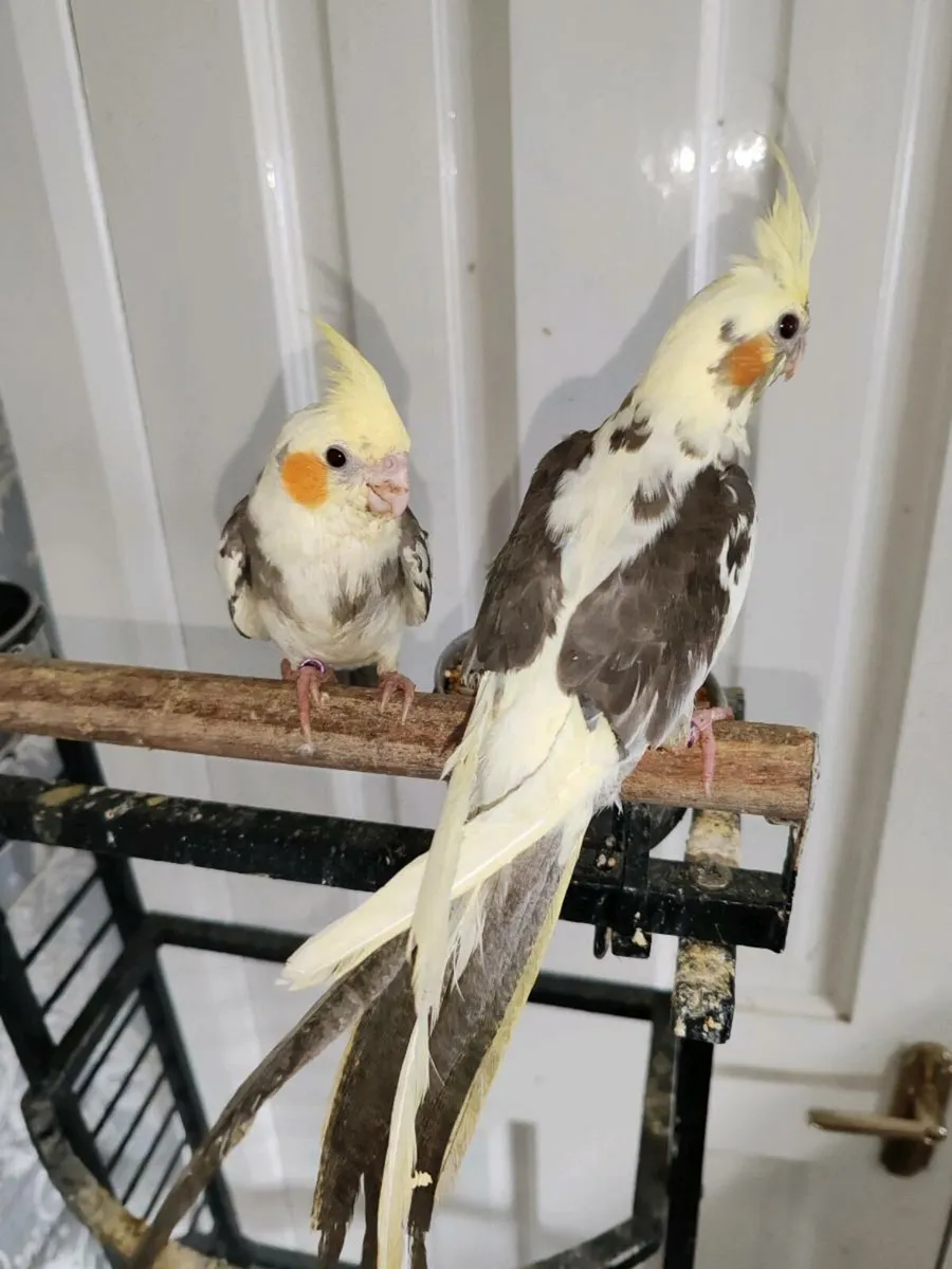 Hand reared cockatiels and budgies - Image 2